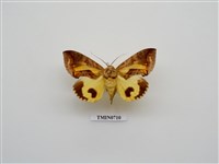 藏品(蛾的防衛)的圖片